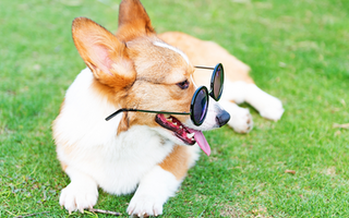 Socialization Tips for Your Pembroke Welsh Corgi: Building a Well-Rounded Dog