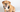 The Ultimate Guide to American Bulldog