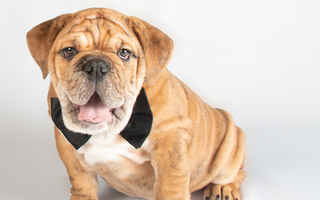 The Ultimate Guide to American Bulldog