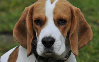 The Ultimate Guide to Basset Hound