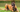 The Ultimate Guide to Belgian Malinois