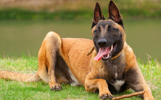 The Ultimate Guide to Belgian Malinois