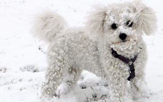 The Ultimate Guide to Bichon Frise