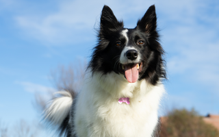 The Ultimate Guide to Border Collie