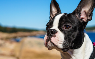 The Ultimate Guide to Boston Terrier