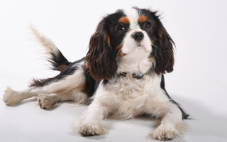 The Ultimate Guide to Cavalier King Charles Spaniel