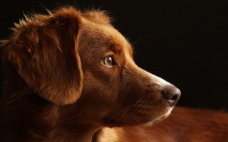 The Ultimate Guide to Chesapeake Bay Retriever