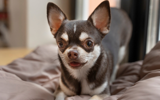The Ultimate Guide to Chihuahua