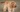 The Ultimate Guide to Cocker Spaniel