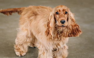 The Ultimate Guide to Cocker Spaniel
