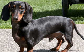 The Ultimate Guide to Dachshund