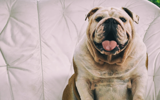 The Ultimate Guide to English Bulldog