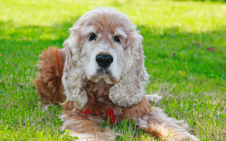 The Ultimate Guide to English Cocker Spaniel