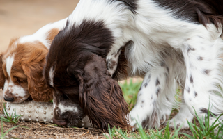 The Ultimate Guide to English Springer Spaniel