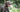 The Ultimate Guide to German Shorthaired Pointer