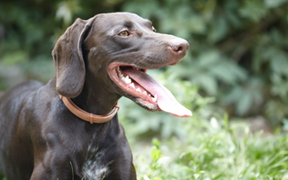 The Ultimate Guide to German Shorthaired Pointer