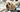 The Ultimate Guide to Havanese
