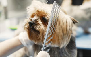 The Ultimate Guide to Havanese
