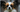 The Ultimate Guide to Papillon