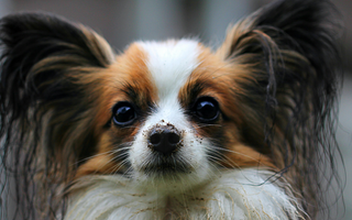 The Ultimate Guide to Papillon