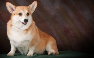 The Ultimate Guide to Pembroke Welsh Corgi