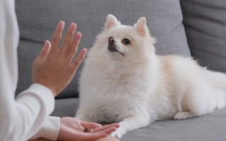 The Ultimate Guide to Pomeranian