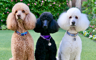 The Ultimate Guide to Poodle