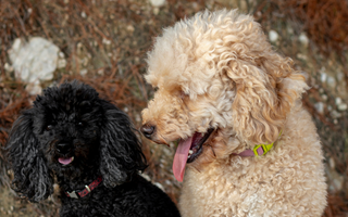 The Ultimate Guide to Portuguese Water Dog