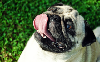 The Ultimate Guide to Pug