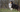 The Ultimate Guide to Shetland Sheepdog