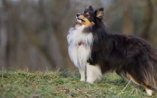 The Ultimate Guide to Shetland Sheepdog