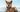 The Ultimate Guide to Shiba Inu