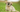 The Ultimate Guide to Shih Tzu