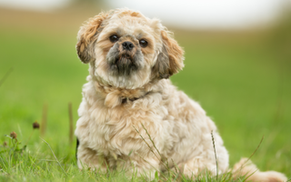 The Ultimate Guide to Shih Tzu