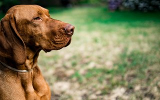 The Ultimate Guide to Vizsla