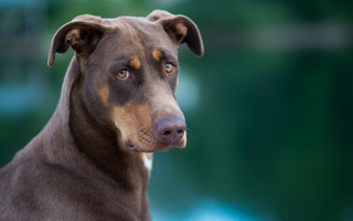 The Ultimate Guide to Weimaraner
