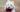 The Ultimate Guide to West Highland White Terrier