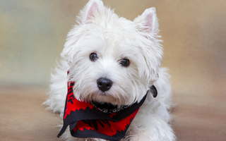 The Ultimate Guide to West Highland White Terrier