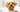 The Ultimate Guide to Yorkshire Terrier