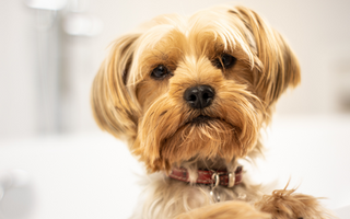 The Ultimate Guide to Yorkshire Terrier