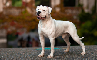 Top 10 Health Concerns for American Bulldog: Prevention and Care
