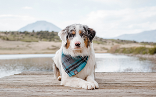 Top 10 Health Concerns for Australian Shepherd: Prevention and Care