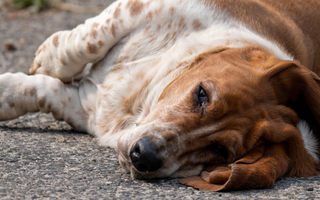 Top 10 Health Concerns for Basset Hound: Prevention and Care