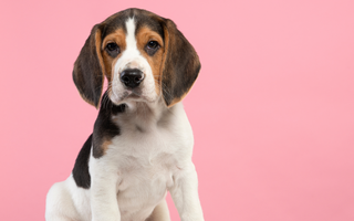 Top 10 Health Concerns for Beagle: Prevention and Care