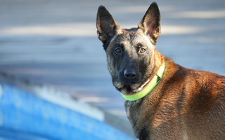 Top 10 Health Concerns for Belgian Malinois: Prevention and Care