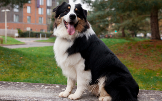 Top 10 Health Concerns for Border Collies: Prevention and Care