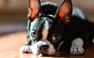 Top 10 Health Concerns for Boston Terrier: Prevention and Care