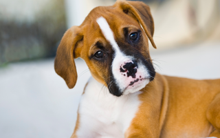 Top 10 Health Concerns for Boxers: Prevention and Care