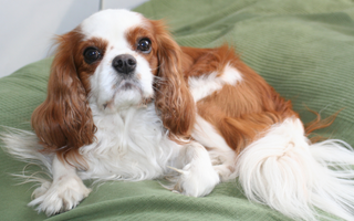 Top 10 Health Concerns for Cavalier King Charles Spaniel: Prevention and Care