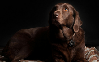 Top 10 Health Concerns for Chesapeake Bay Retriever: Prevention and Care
